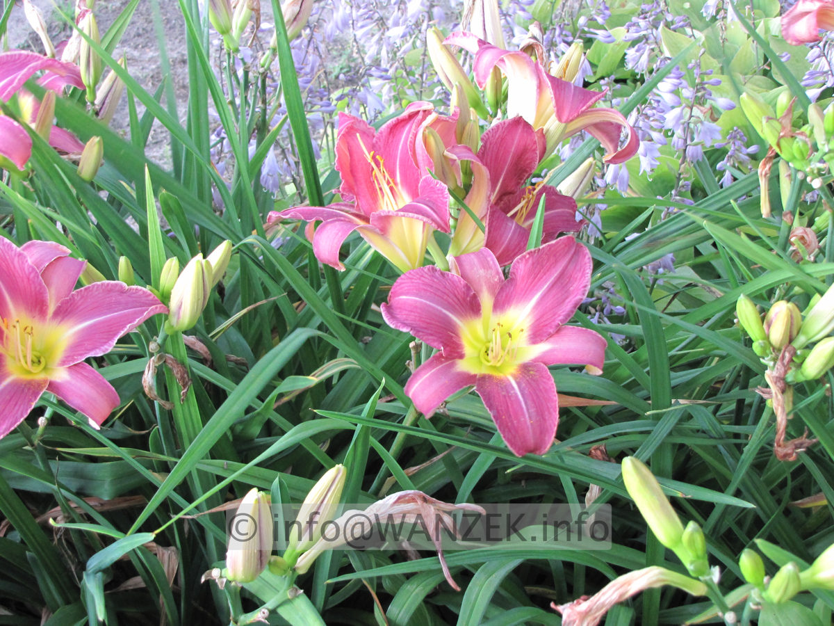 Hemerocallis French Porcelain 1.JPG